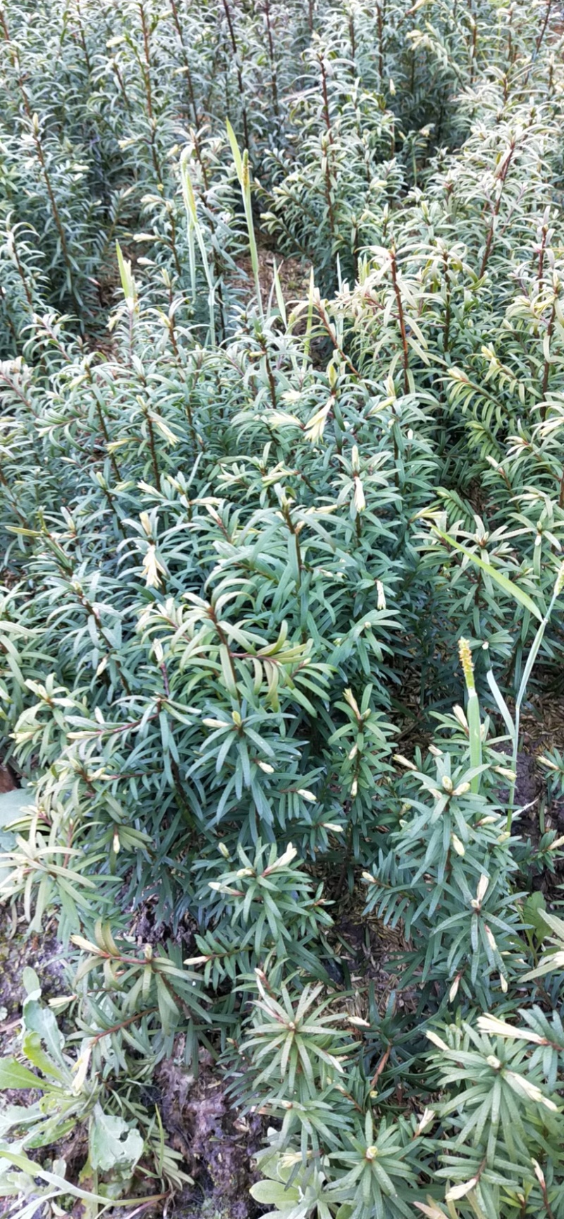 红豆杉小苗南方红豆杉树苗一年生小苗供应