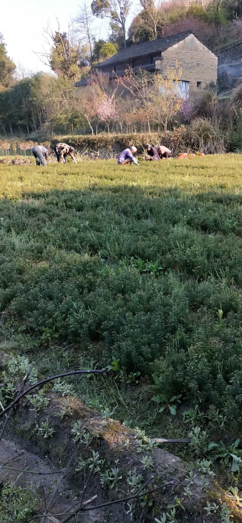 红豆杉小苗南方红豆杉树苗一年生小苗供应