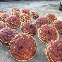 贵州灵芝盆，产地批发，一件可发货赤芝摆件盆景收藏送