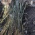 青枫小苗浙江青枫苗批发基地直销