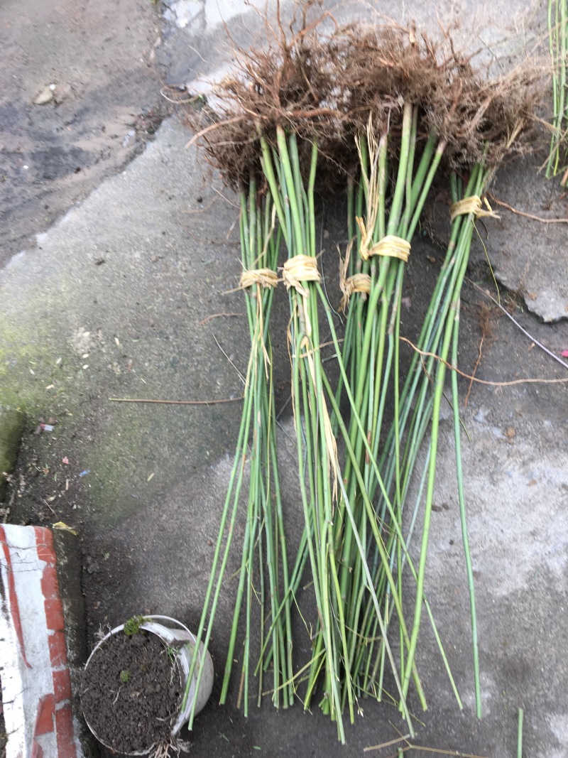青枫小苗浙江青枫苗批发基地直销