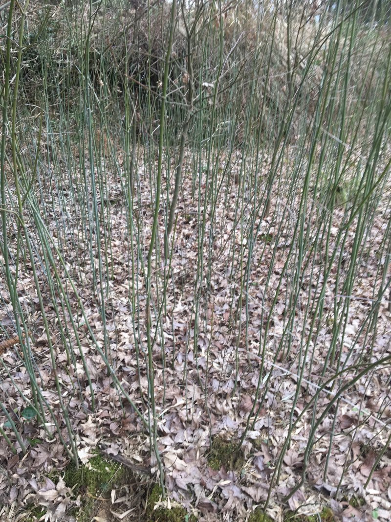 青枫小苗浙江青枫苗批发基地直销