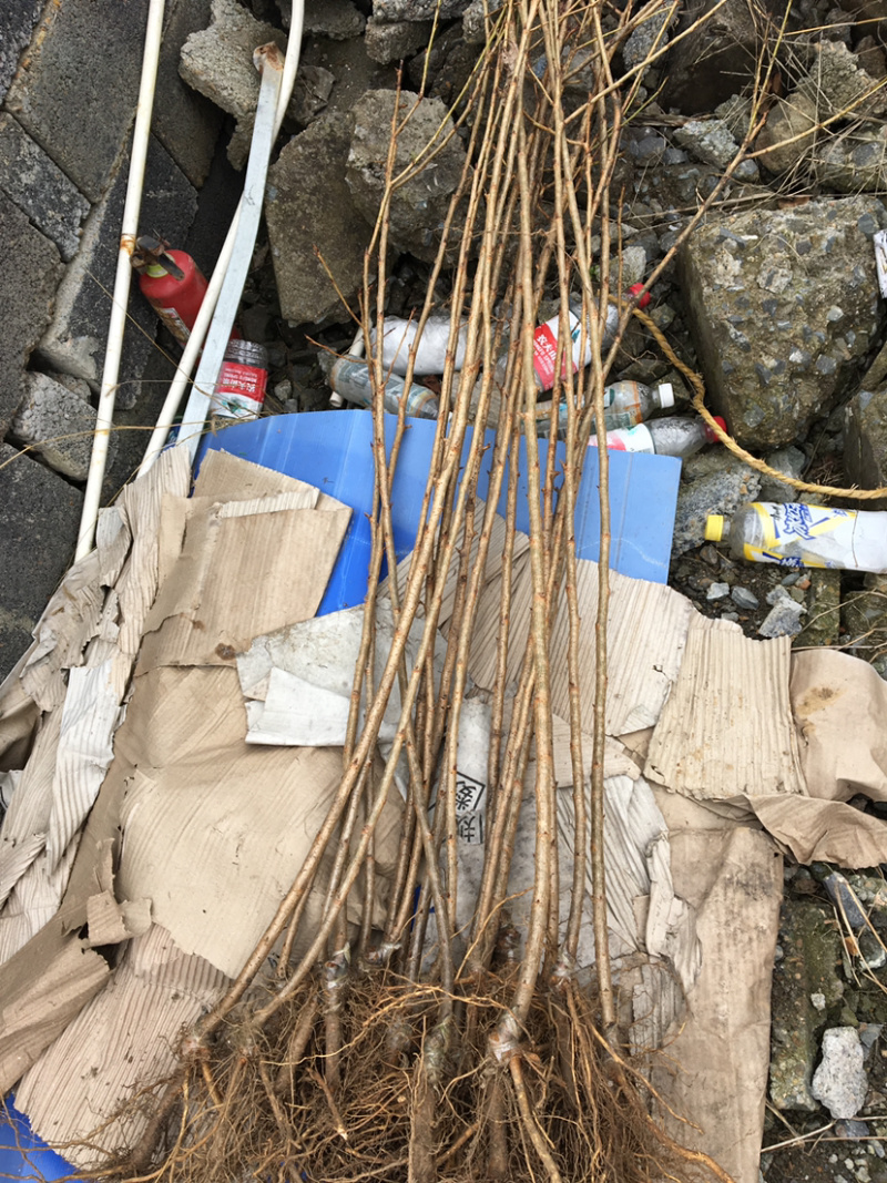 樱花小苗日本晚樱早樱树苗牡丹樱红粉佳人等供应