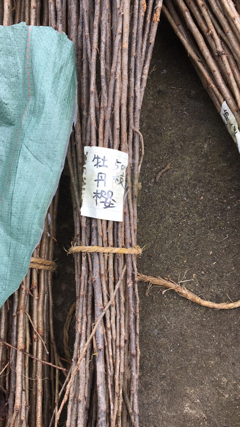 樱花小苗日本晚樱早樱树苗牡丹樱红粉佳人等供应