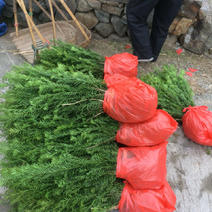 红豆杉两年苗高度30-60cm低价批发价格供应