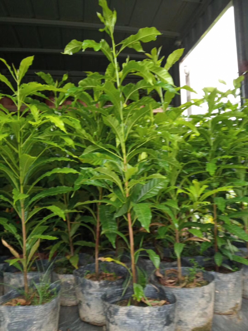 供应黄晶果树苗，黄晶果树苗批发