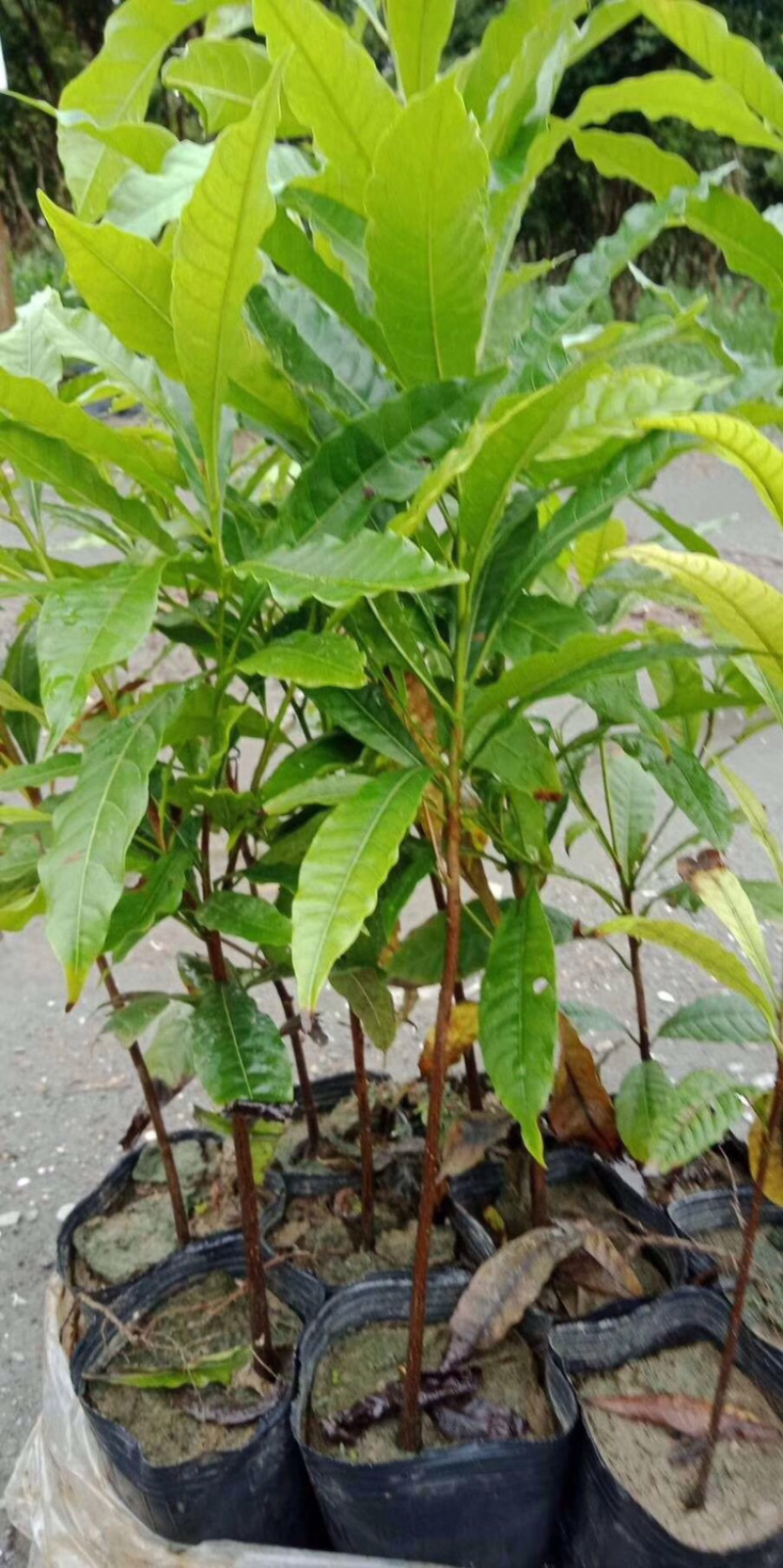 供应黄晶果树苗，黄晶果树苗批发