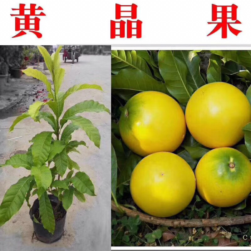 供应黄晶果树苗，黄晶果树苗批发