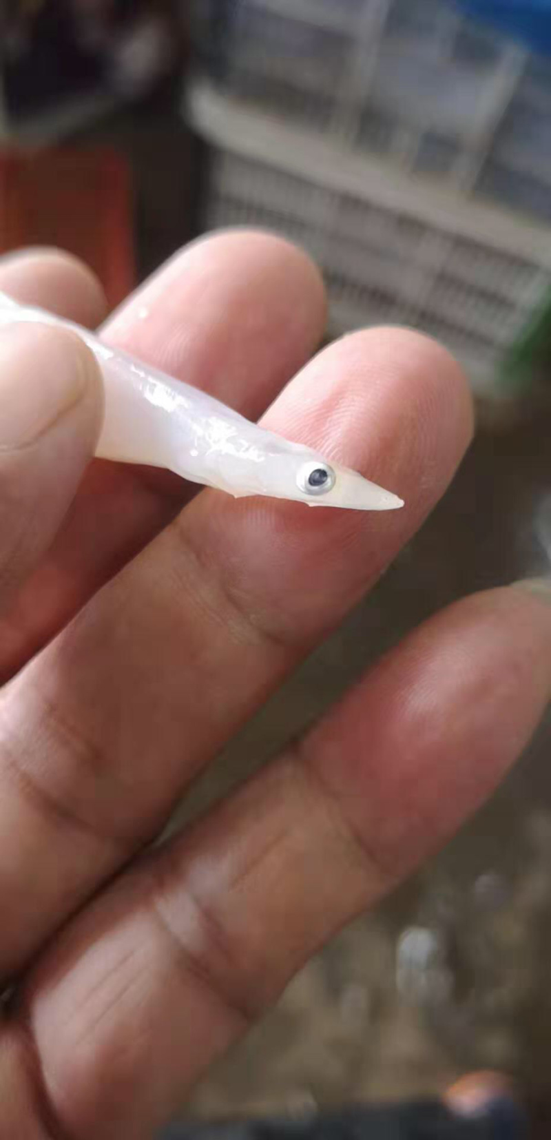 8—10cm的淡水大银鱼