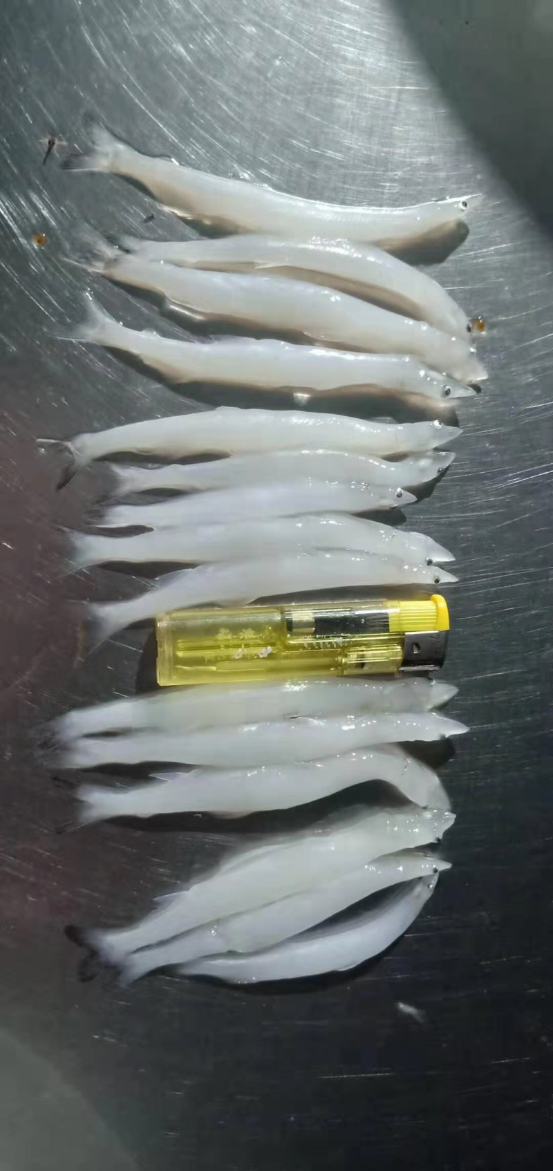 8—10cm的淡水大银鱼