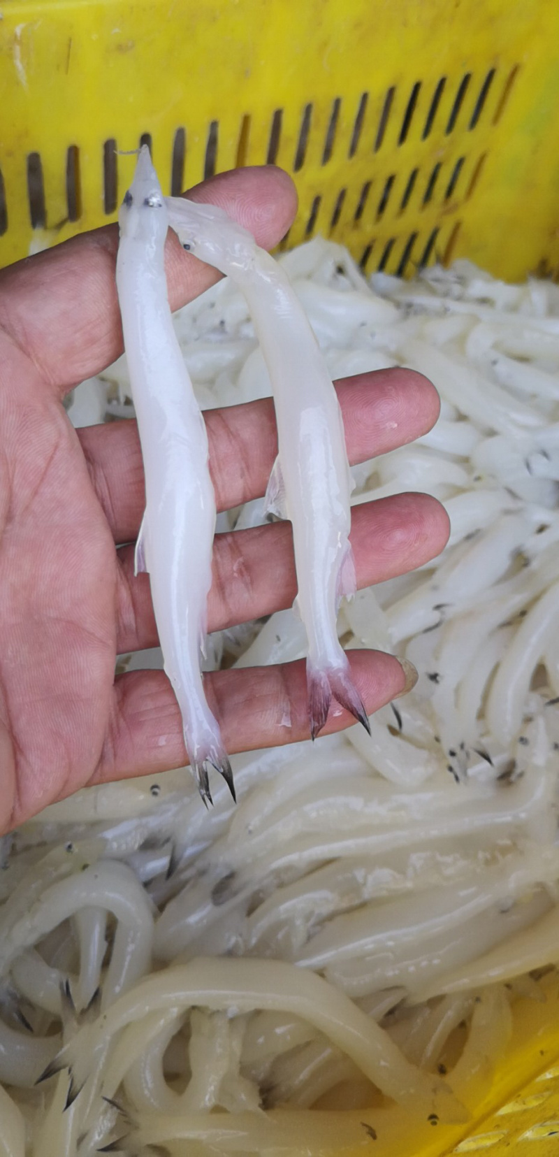 8—10cm的淡水大银鱼