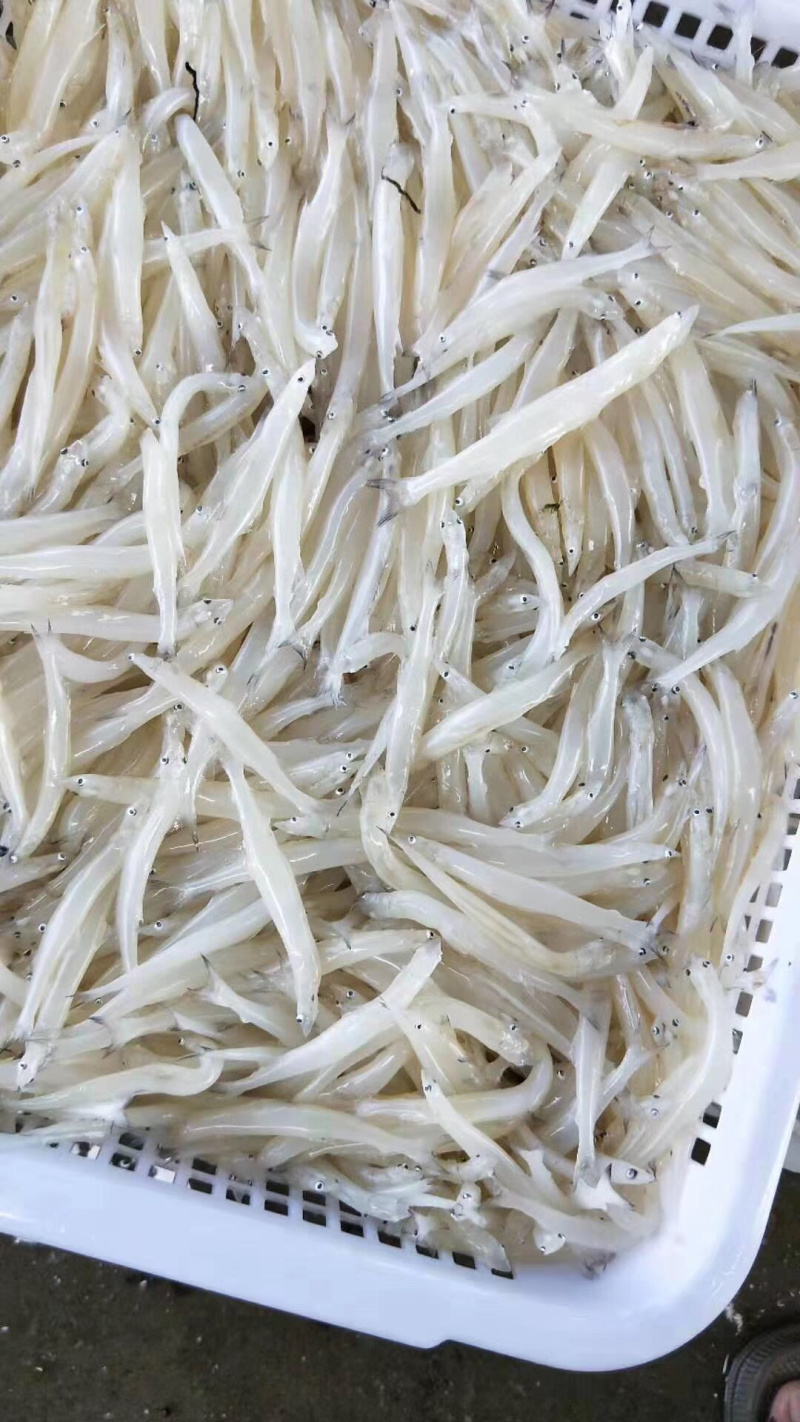 8—10cm的淡水大银鱼