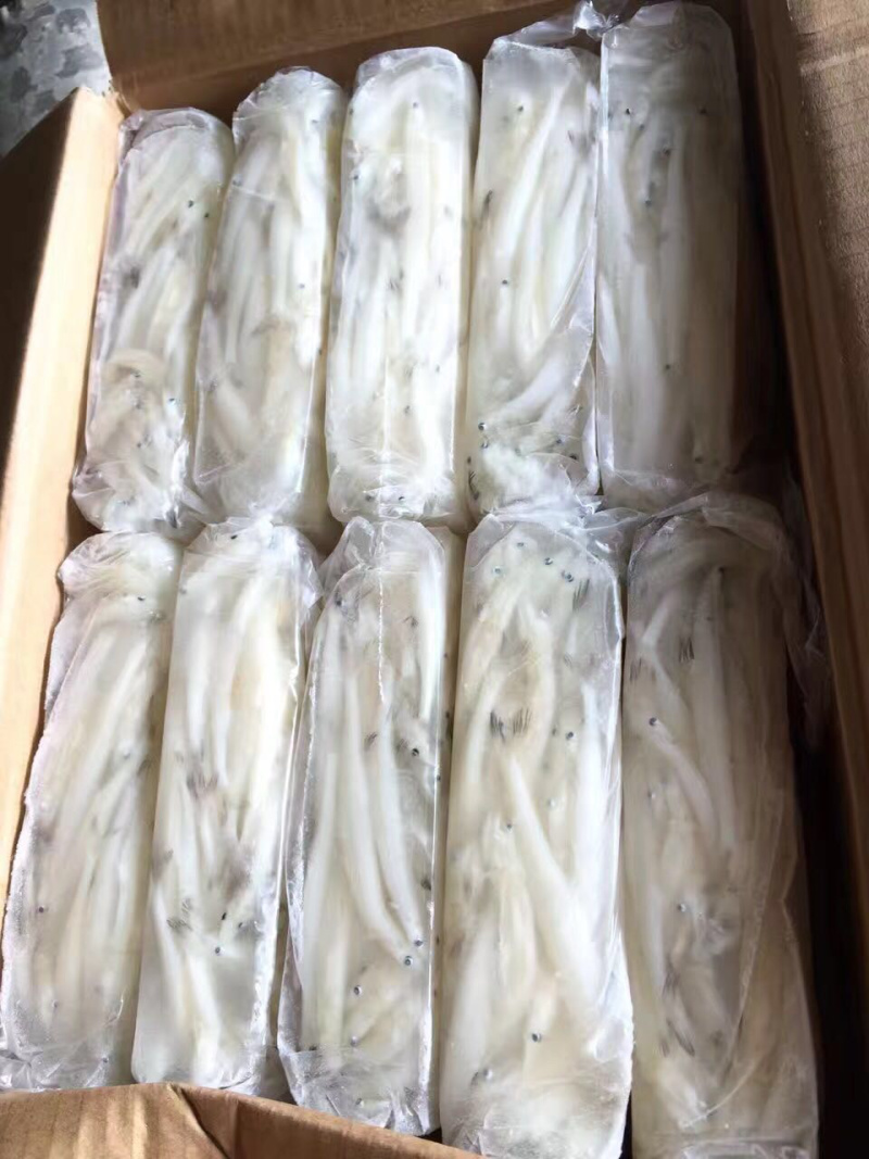 8—10cm的淡水大银鱼