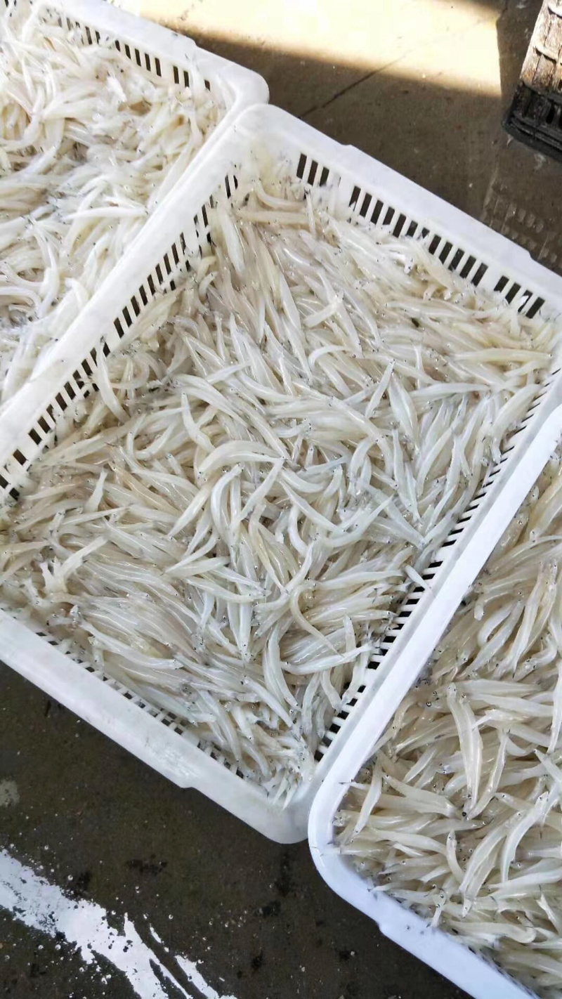 8—10cm的淡水大银鱼