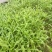 越冬菠菜15~20厘米