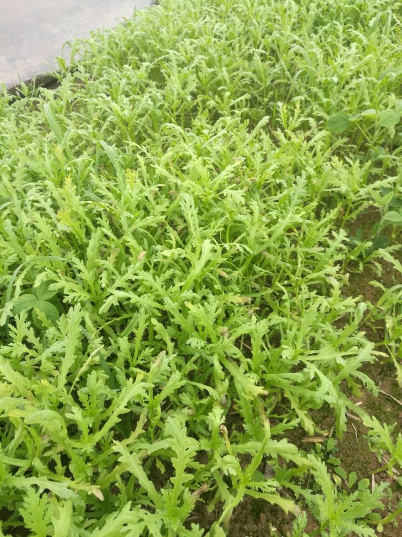 越冬菠菜15~20厘米