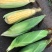 黄甜水果玉米🌽预售期间支持线上交易