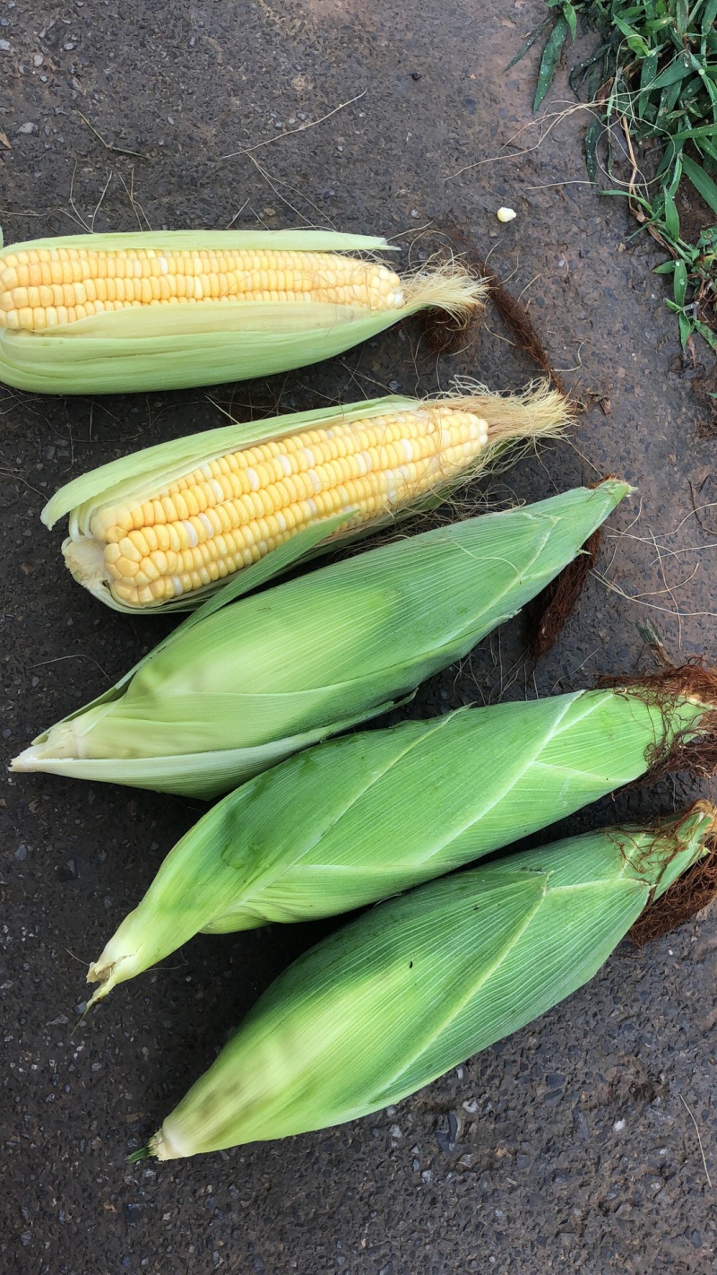 黄甜水果玉米🌽预售期间支持线上交易