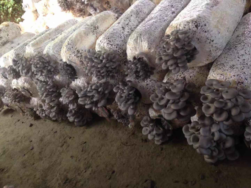 新疆塔城头茬优质小黑平菇