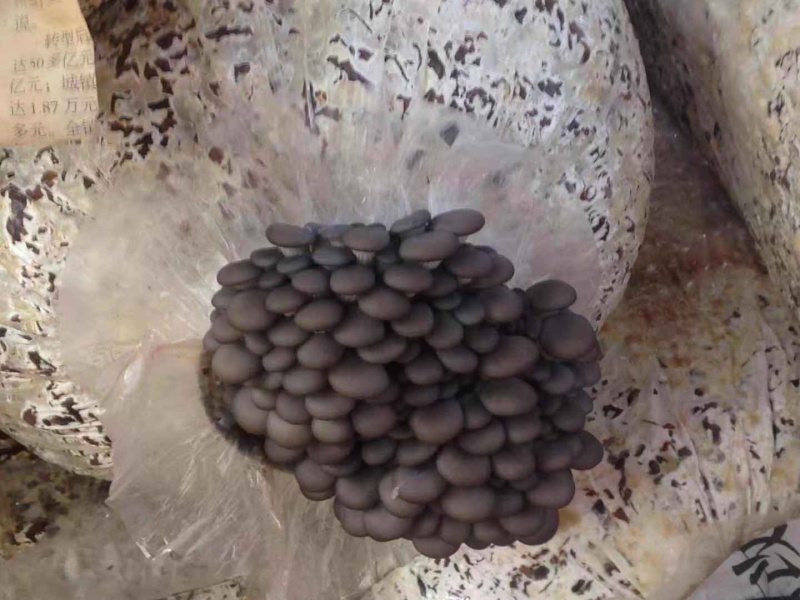 新疆塔城头茬优质小黑平菇