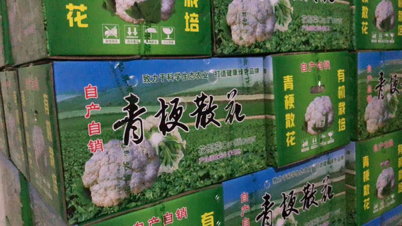 有机松花菜苗优质种苗精心培育成活率高的