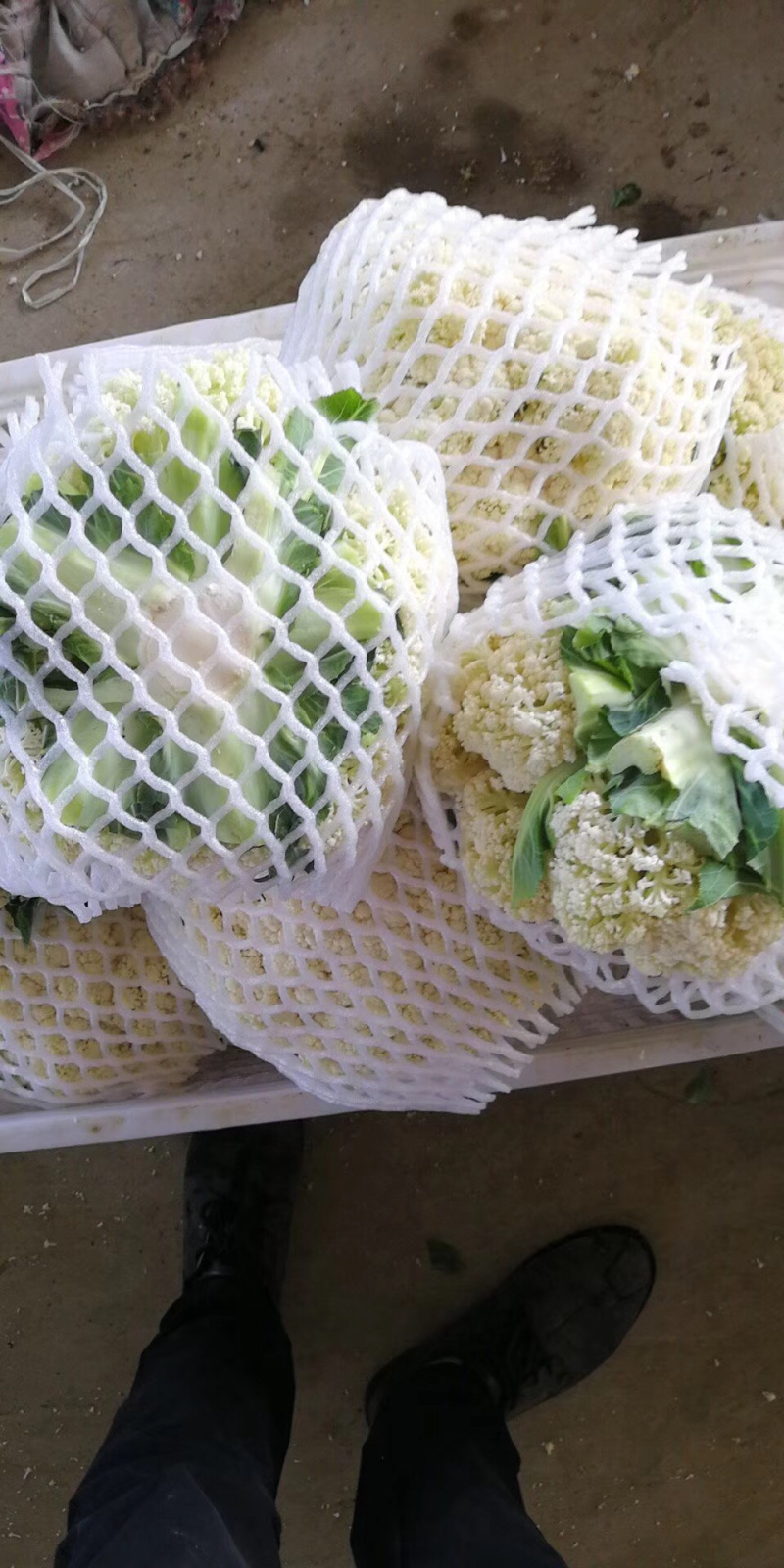 有机松花菜苗优质种苗精心培育成活率高的
