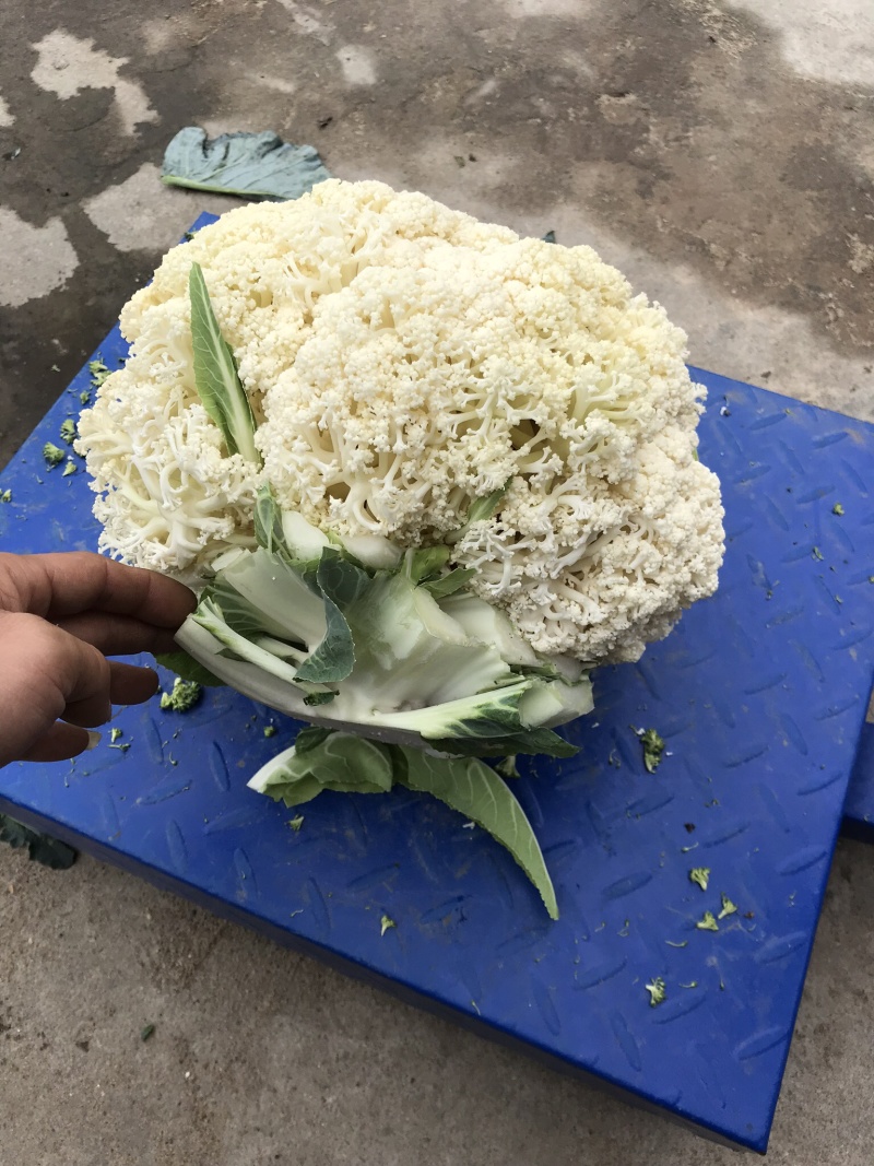 有机松花菜苗优质种苗精心培育成活率高的