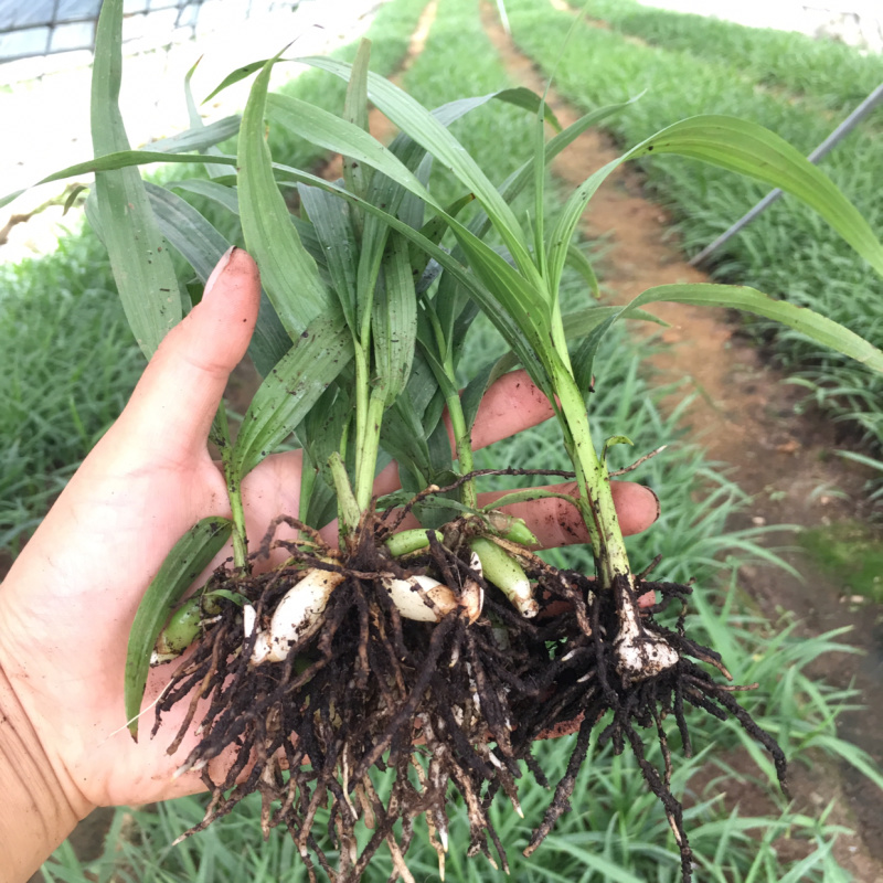 白芨种苗紫花三叉白芨苗2年大苗货真价实基地一手货源