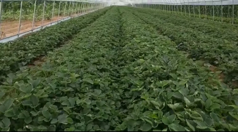 红颜草莓苗/红颜草莓苗价格/红颜草莓苗品种介绍