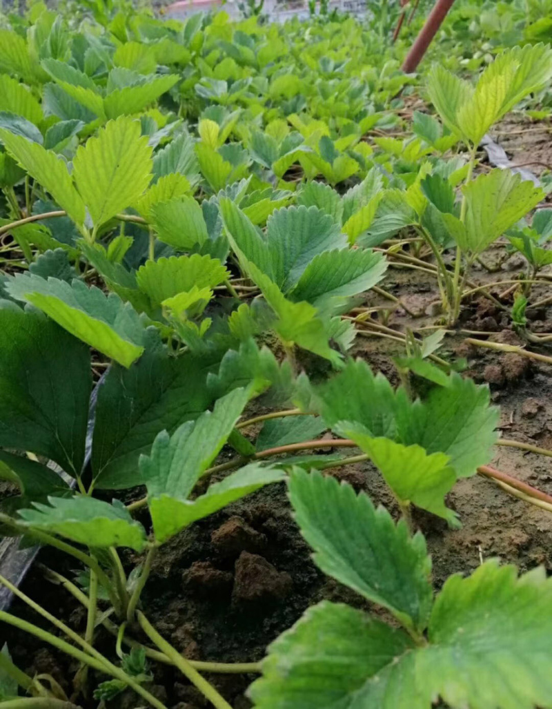 红颜草莓苗/红颜草莓苗价格/红颜草莓苗品种介绍