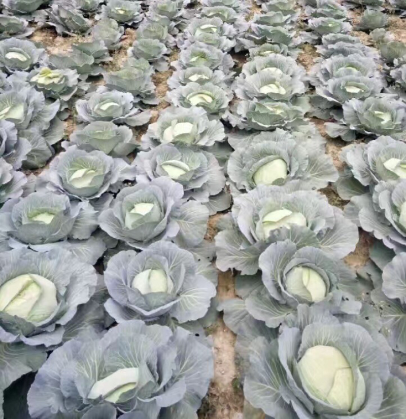 高山反季节蔬菜
