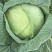 高山反季节蔬菜