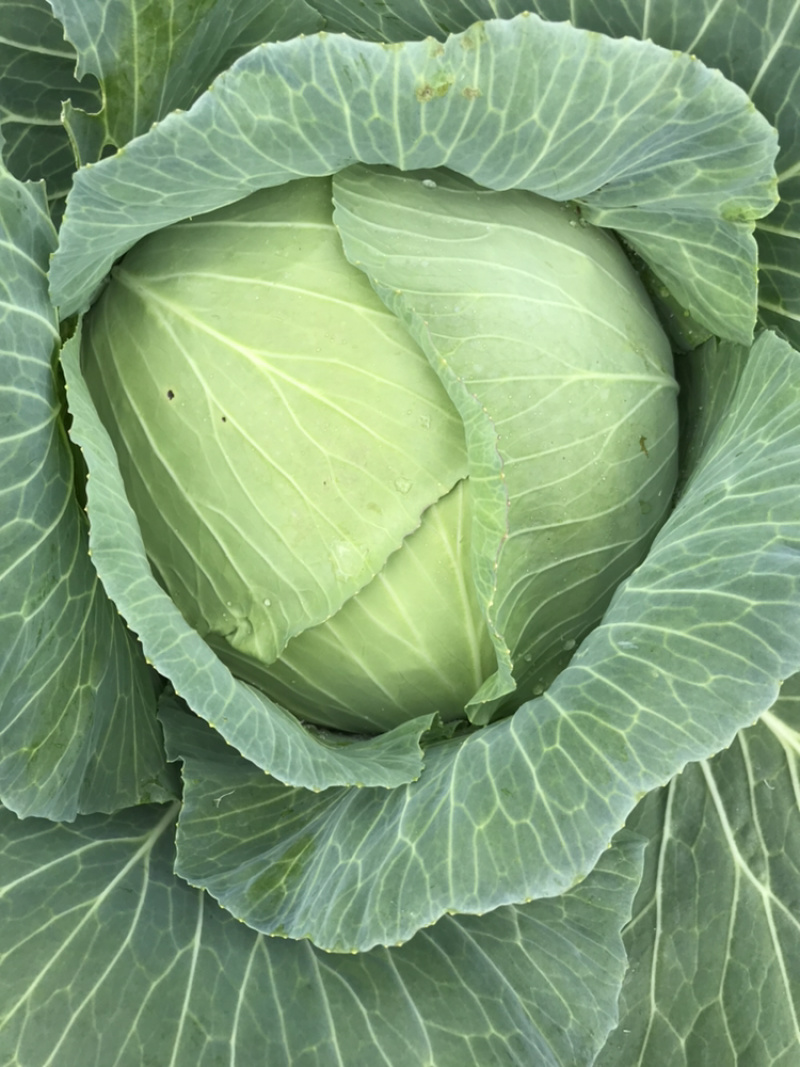 高山反季节蔬菜