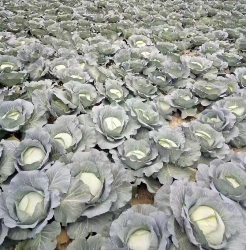 高山反季节蔬菜