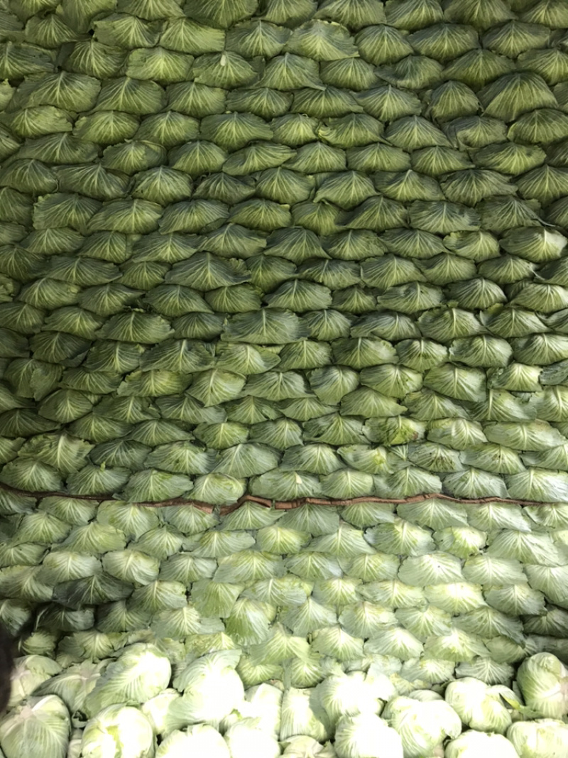 高山反季节蔬菜