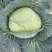 高山反季节蔬菜
