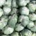高山反季节蔬菜