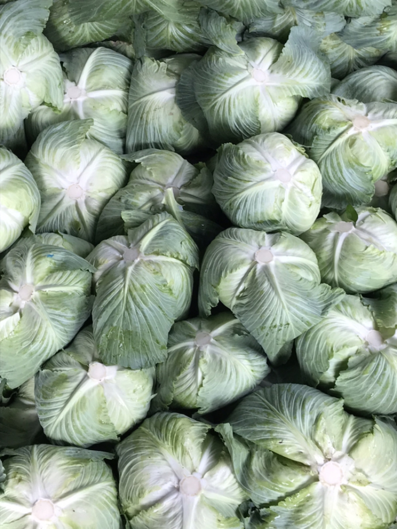 高山反季节蔬菜