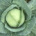 高山反季节蔬菜
