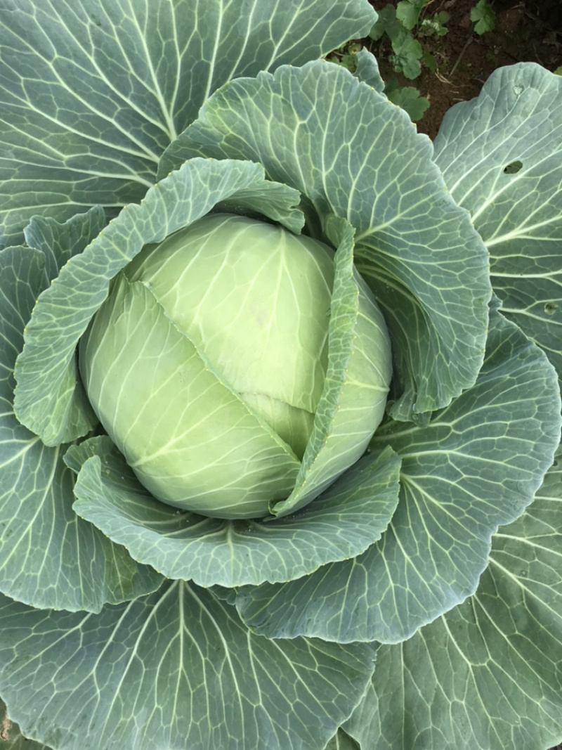高山反季节蔬菜