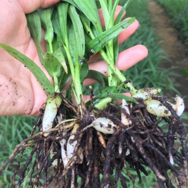 白芨苗子基地批发紫花三叉白芨苗