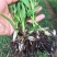 白芨苗子基地批发紫花三叉白芨苗