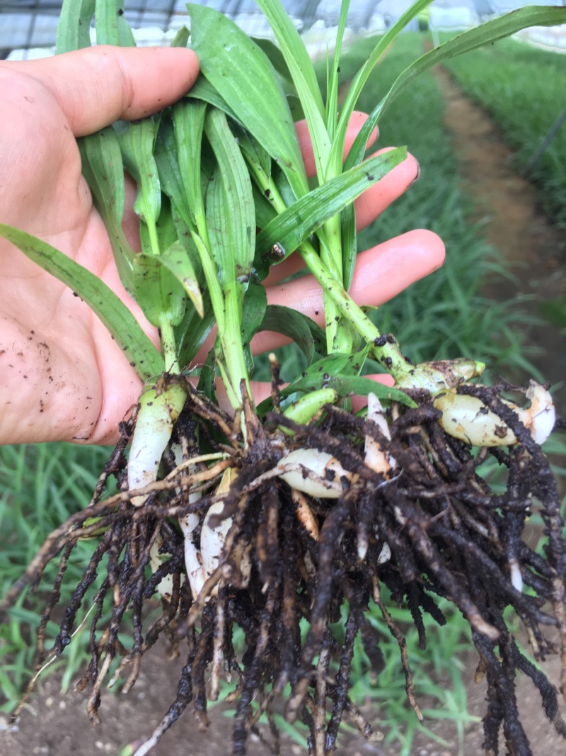 白芨苗子基地批发紫花三叉白芨苗