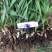 白芨苗子基地批发紫花三叉白芨苗