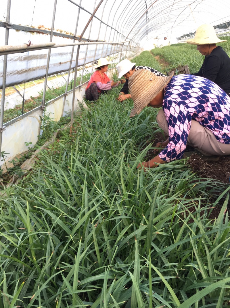 白芨苗子基地批发紫花三叉白芨苗