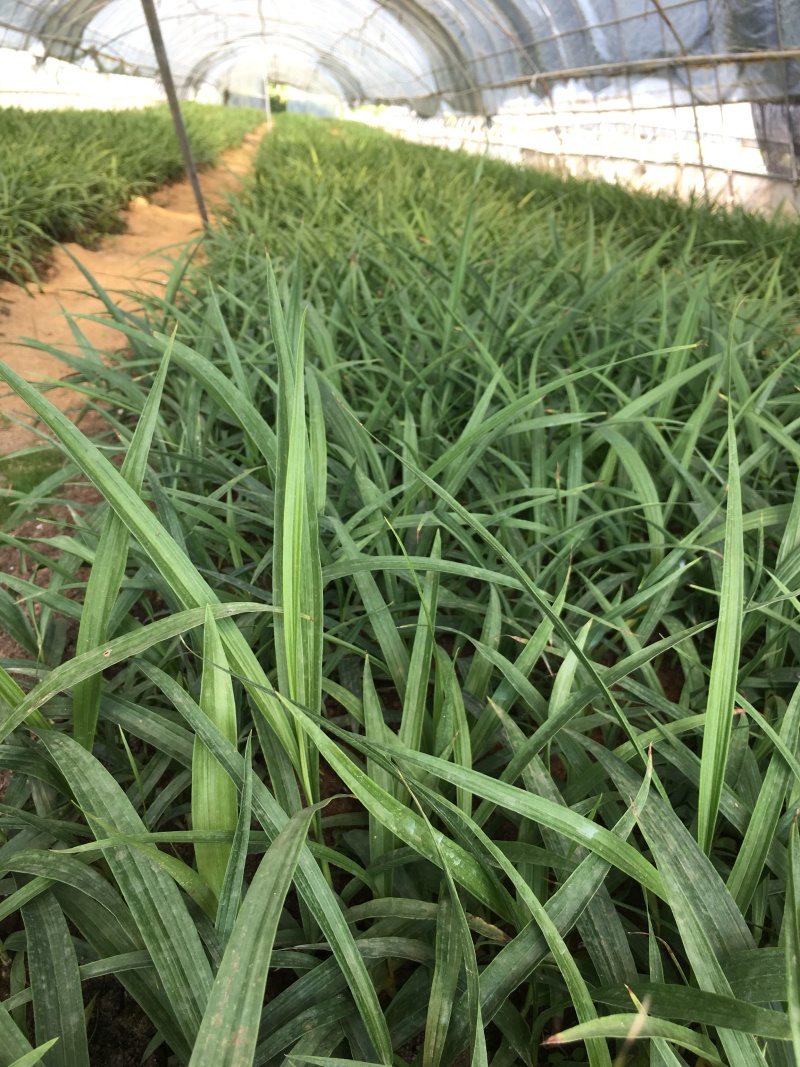 白芨苗子基地批发紫花三叉白芨苗