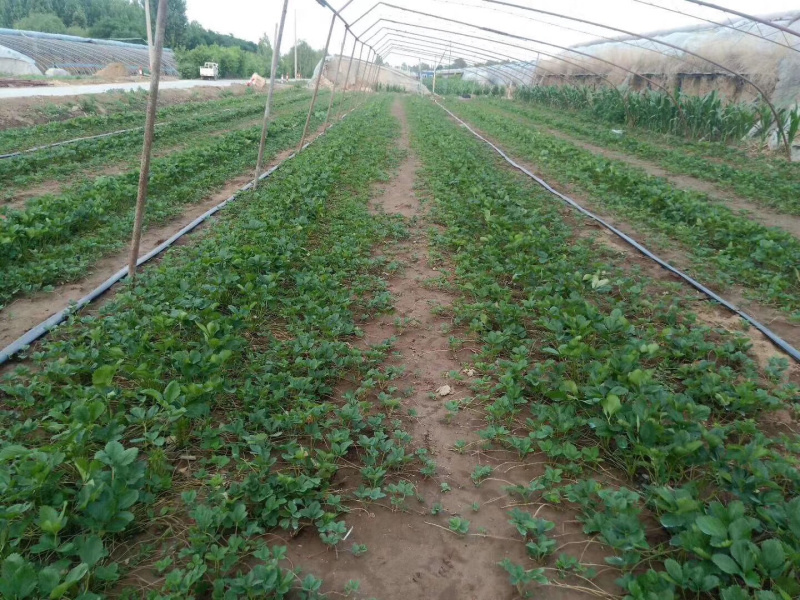章姬草莓苗成活率95%签合同保品种低温保鲜发货