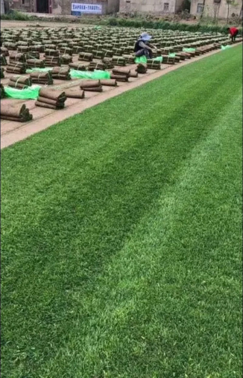 草坪