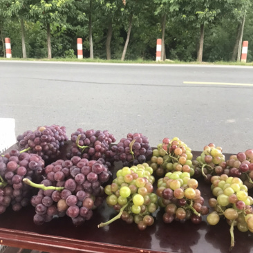 夏黑葡萄和玫瑰香葡萄