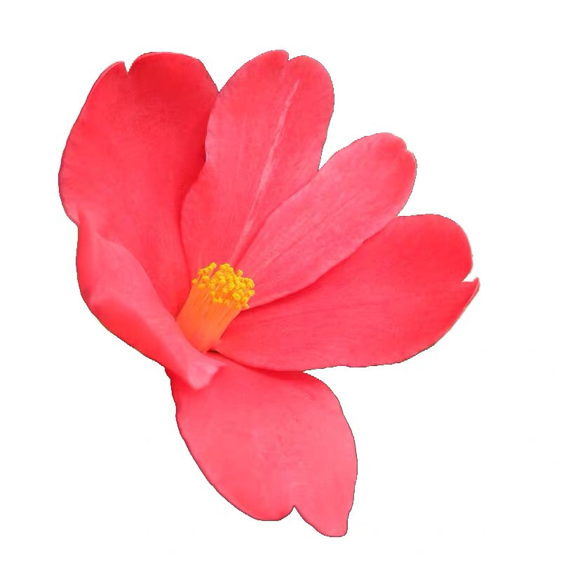 名贵四季杜鹃茶花基地直销